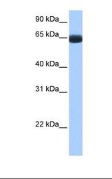ARHGAP28 Antibody - Fetal lung cell lysate. Antibody concentration: 1.0 ug/ml. Gel concentration: 12%.  This image was taken for the unconjugated form of this product. Other forms have not been tested.
