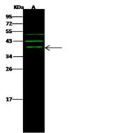 ARHGAP28 Antibody - Anti-ARHGAP28 rabbit polyclonal antibody at 1:500 dilution. Lane A: A549 Whole Cell Lysate. Lysates/proteins at 30 ug per lane. Secondary: Goat Anti-Rabbit IgG H&L (Dylight 800) at 1/10000 dilution. Developed using the Odyssey technique. Performed under reducing conditions. Predicted band size: 33 kDa. Observed band size: 39 kDa. (We are unsure as to the identity of these extra bands.)