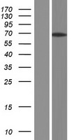 ARHGAP28 Protein - Western validation with an anti-DDK antibody * L: Control HEK293 lysate R: Over-expression lysate