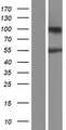 ARHGAP30 Protein - Western validation with an anti-DDK antibody * L: Control HEK293 lysate R: Over-expression lysate