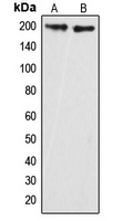 ARHGAP35 / GRLF1 Antibody - Western blot analysis of GRLF1 (pY1087) expression in HeLa (A); mouse brain (B) whole cell lysates.
