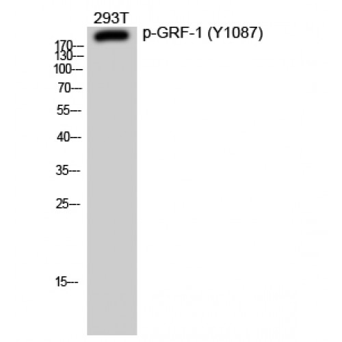 ARHGAP35 / GRLF1 Antibody - Western blot of Phospho-GRF-1 (Y1087) antibody