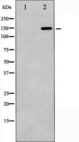 ARHGAP35 / GRLF1 Antibody - Western blot analysis of GRF-1 phosphorylation expression in EGF treated 293 whole cells lysates. The lane on the left is treated with the antigen-specific peptide.