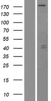 ARHGAP35 / GRLF1 Protein - Western validation with an anti-DDK antibody * L: Control HEK293 lysate R: Over-expression lysate