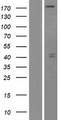 ARHGAP35 / GRLF1 Protein - Western validation with an anti-DDK antibody * L: Control HEK293 lysate R: Over-expression lysate
