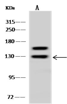 ARHGAP4 Antibody - Anti-ARHGAP4 rabbit polyclonal antibody at 1:500 dilution. Lane A: U 251MG Whole Cell Lysate. Lysates/proteins at 30 ug per lane. Secondary: Goat Anti-Rabbit IgG (H+L)/HRP at 1/10000 dilution. Developed using the ECL technique. Performed under reducing conditions. Predicted band size: 105 kDa. Observed band size: 130 kDa.