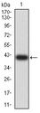 ARHGAP42 Antibody - Western blot analysis using ARHGAP42 mAb against human ARHGAP42 (AA: 577-719) recombinant protein. (Expected MW is 41.4 kDa)