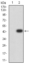 ARHGAP42 Antibody - Western blot analysis using ARHGAP42 mAb against HEK293 (1) and ARHGAP42 (AA: 577-719)-hIgGFc transfected HEK293 (2) cell lysate.