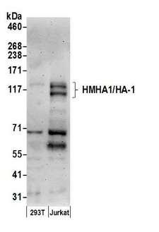 ARHGAP45 Antibody - Detection of human HMHA1/HA-1 by western blot. Samples: Whole cell lysate (50 µg) from 293T and Jurkat cells prepared using NETN lysis buffer. Antibody: Affinity purified rabbit anti-HMHA1/HA-1 antibody used for WB at 0.1 µg/ml. Detection: Chemiluminescence with an exposure time of 3 minutes.