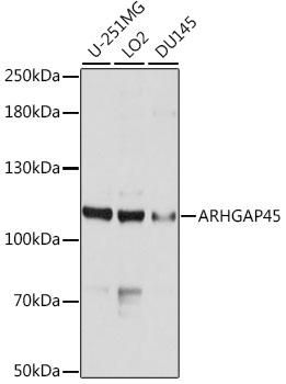 ARHGAP45 Antibody - Western blot analysis of extracts of various cell lines using ARHGAP45 Polyclonal Antibody at dilution of 1:1000.