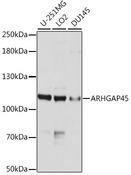 ARHGAP45 Antibody - Western blot analysis of extracts of various cell lines using ARHGAP45 Polyclonal Antibody at dilution of 1:1000.