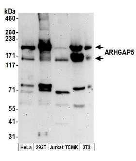 ARHGAP5 / RhoGAP5 Antibody - Detection of human and mouse ARHGAP5 by western blot. Samples: Whole cell lysate (50 µg) from HeLa, HEK293T, Jurkat, mouse TCMK-1, and mouse NIH 3T3 cells prepared using NETN lysis buffer. Antibodies: Affinity purified rabbit anti-ARHGAP5 antibody used for WB at 0.1 µg/ml. Detection: Chemiluminescence with an exposure time of 3 minutes.