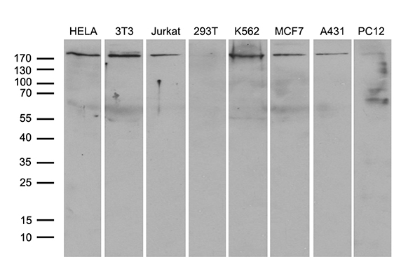 ARHGAP5 / RhoGAP5 Antibody - Western blot analysis of extracts. (35ug) from 8 different cell lines by using anti-ARHGAP5 monoclonal antibody. (1:500)
