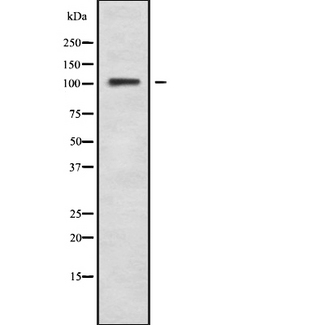ARHGAP6 Antibody - Western blot analysis of RHG6 using NIH-3T3 whole cells lysates