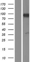 ARHGAP6 Protein - Western validation with an anti-DDK antibody * L: Control HEK293 lysate R: Over-expression lysate