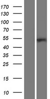 ARHGAP8 Protein - Western validation with an anti-DDK antibody * L: Control HEK293 lysate R: Over-expression lysate
