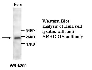 ARHGDIA / RHOGDI Antibody