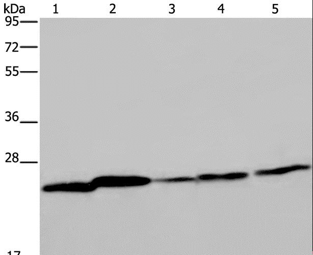 ARHGDIA / RHOGDI Antibody - Western blot analysis of Mouse spleen tissue, A375, A549, HT-29 and HeLa cell, using ARHGDIA Polyclonal Antibody at dilution of 1:350.