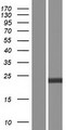 ARHGDIA / RHOGDI Protein - Western validation with an anti-DDK antibody * L: Control HEK293 lysate R: Over-expression lysate