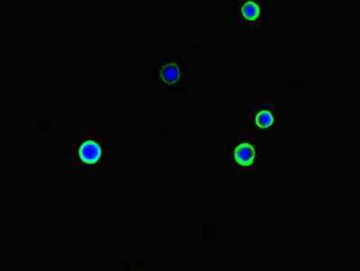 ARHGDIG / RHOGDI-3 Antibody - Immunofluorescent analysis of mcf-7 cells diluted at 1:100 and Alexa Fluor 488-congugated AffiniPure Goat Anti-Rabbit IgG(H+L)