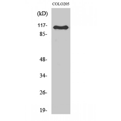 ARHGEF1 Antibody - Western blot of RhoGEF p115 antibody