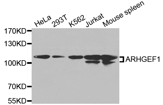 ARHGEF1 Antibody - Western blot analysis of extracts of various cell lines, using ARHGEF1 antibody.