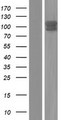 ARHGEF1 Protein - Western validation with an anti-DDK antibody * L: Control HEK293 lysate R: Over-expression lysate