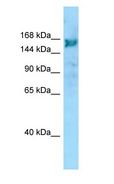 ARHGEF10 / GEF10 Antibody - ARHGEF10 / GEF10 antibody Western Blot of ACHN.  This image was taken for the unconjugated form of this product. Other forms have not been tested.
