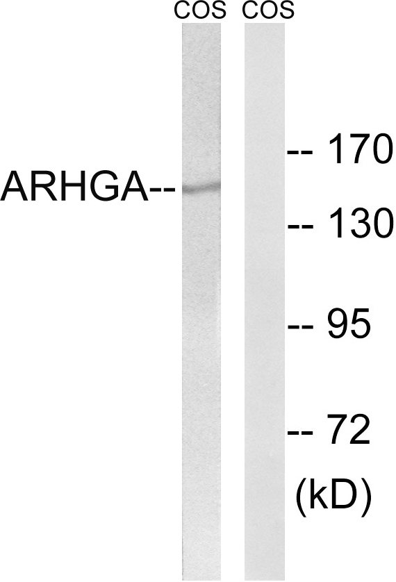 ARHGEF10 / GEF10 Antibody - Western blot analysis of lysates from COS7 cells, using ARHGEF10 Antibody. The lane on the right is blocked with the synthesized peptide.