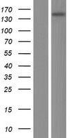 ARHGEF10 / GEF10 Protein - Western validation with an anti-DDK antibody * L: Control HEK293 lysate R: Over-expression lysate