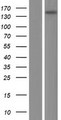 ARHGEF10 / GEF10 Protein - Western validation with an anti-DDK antibody * L: Control HEK293 lysate R: Over-expression lysate