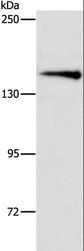 ARHGEF11 Antibody - Western blot analysis of Mouse brain tissue, using ARHGEF11 Polyclonal Antibody at dilution of 1:1000.
