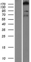 ARHGEF11 Protein - Western validation with an anti-DDK antibody * L: Control HEK293 lysate R: Over-expression lysate