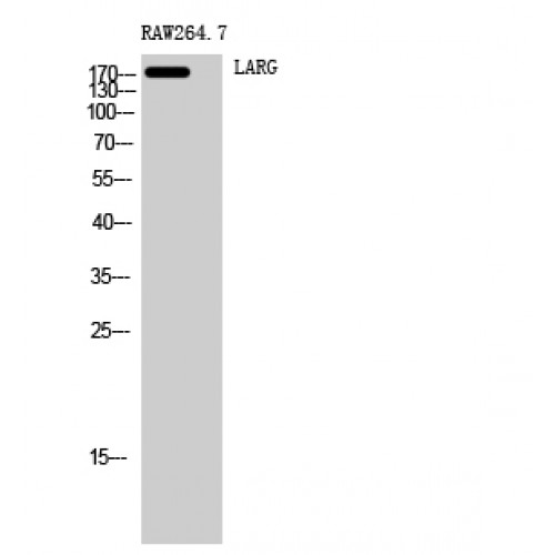 ARHGEF12 Antibody - Western blot of LARG antibody