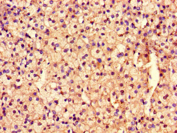 ARHGEF12 Antibody - Immunohistochemistry image of paraffin-embedded human adrenal gland tissue at a dilution of 1:100
