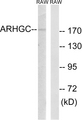 ARHGEF12 Antibody - Western blot analysis of lysates from RAW264.7 cells, using ARHGEF12 Antibody. The lane on the right is blocked with the synthesized peptide.