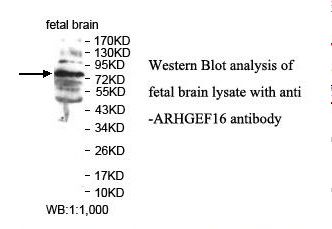 ARHGEF16 Antibody