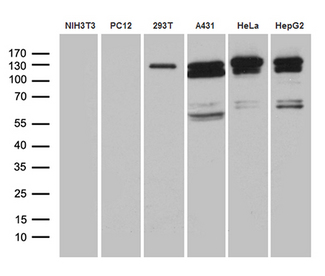ARHGEF18 Antibody - Western blot analysis of extracts. (35ug) from 6 cell lines by using anti-ARHGEF18 monoclonal antibody. (1:500)