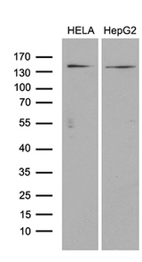 ARHGEF18 Antibody - Western blot analysis of extracts. (35ug) from 2 different cell lines by using anti-ARHGEF18 monoclonal antibody. (1:500)