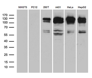 ARHGEF18 Antibody - Western blot analysis of extracts. (35ug) from 6 cell lines by using anti-ARHGEF18 monoclonal antibody. (1:500)
