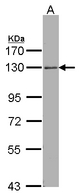 ARHGEF18 Antibody - Sample (30 ug of whole cell lysate). A: Hep G2 . 7.5% SDS PAGE. ARHGEF18 antibody diluted at 1:1000