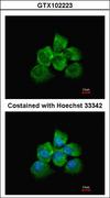 ARHGEF18 Antibody - Immunofluorescence of methanol-fixed A431 using ARHGEF18 antibody at 1:200 dilution.