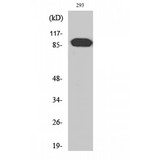 ARHGEF19 / WGEF Antibody - Western blot of ARHGEF19 antibody