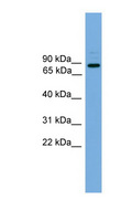 ARHGEF19 / WGEF Antibody - ARHGEF19 antibody Western blot of HeLa lysate. This image was taken for the unconjugated form of this product. Other forms have not been tested.