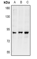 ARHGEF19 / WGEF Antibody - Western blot analysis of ARHGEF19 expression in CT26 (A), PC12 (B), Hela (C) whole cell lysates.