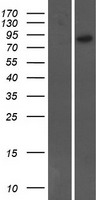 ARHGEF19 / WGEF Protein - Western validation with an anti-DDK antibody * L: Control HEK293 lysate R: Over-expression lysate