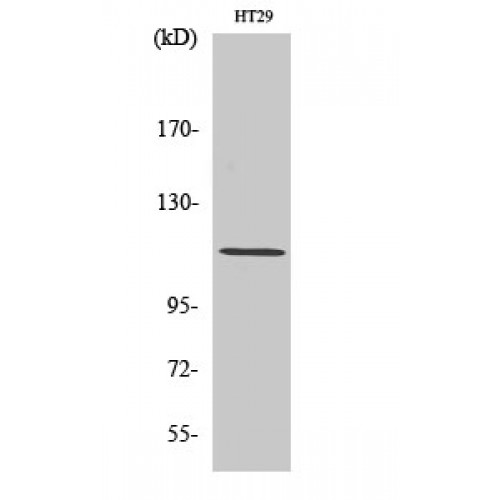 ARHGEF2 / GEF-H1 Antibody - Western blot of Lfc antibody