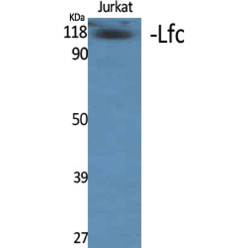 ARHGEF2 / GEF-H1 Antibody - Western blot of Lfc antibody