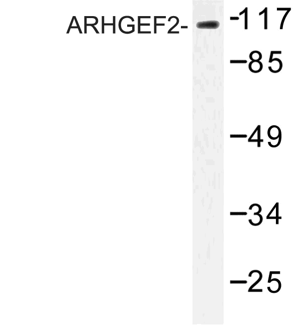 ARHGEF2 / GEF-H1 Antibody - Western blot of ARHGEF2 (P881) pAb in extracts from NIH cells.