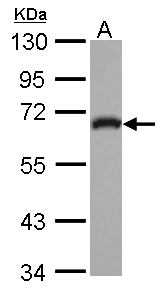 ARHGEF25 / GEFT Antibody - Sample (30 ug of whole cell lysate) A: IMR32 10% SDS PAGE ARHGEF25 / GEFT antibody diluted at 1:1000